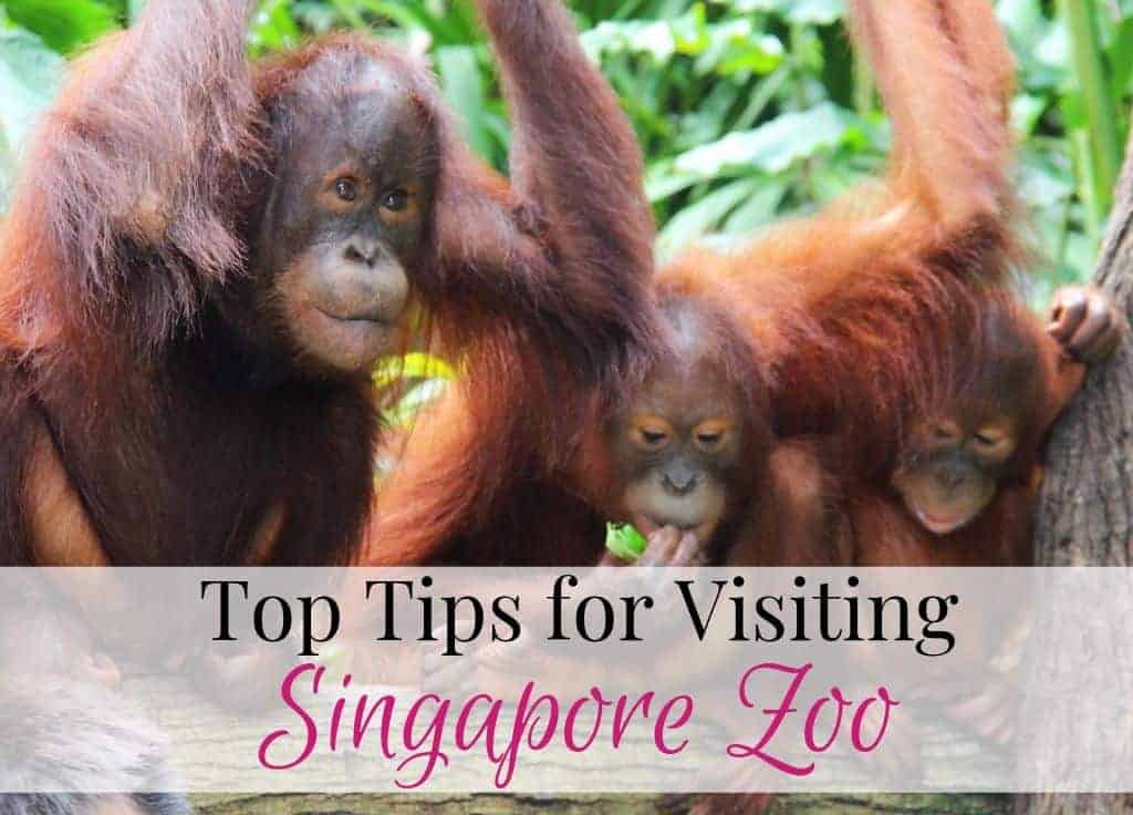 Singapore Zoo tips