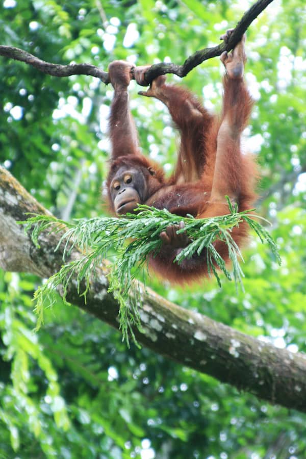 Singapore zoo orangutan