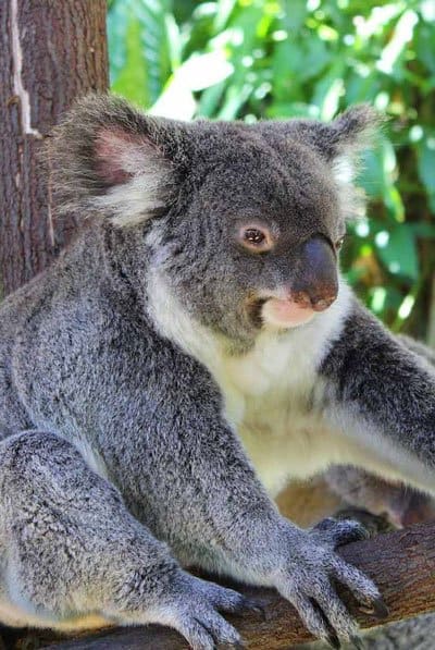 Koala gardens kuranda with kids