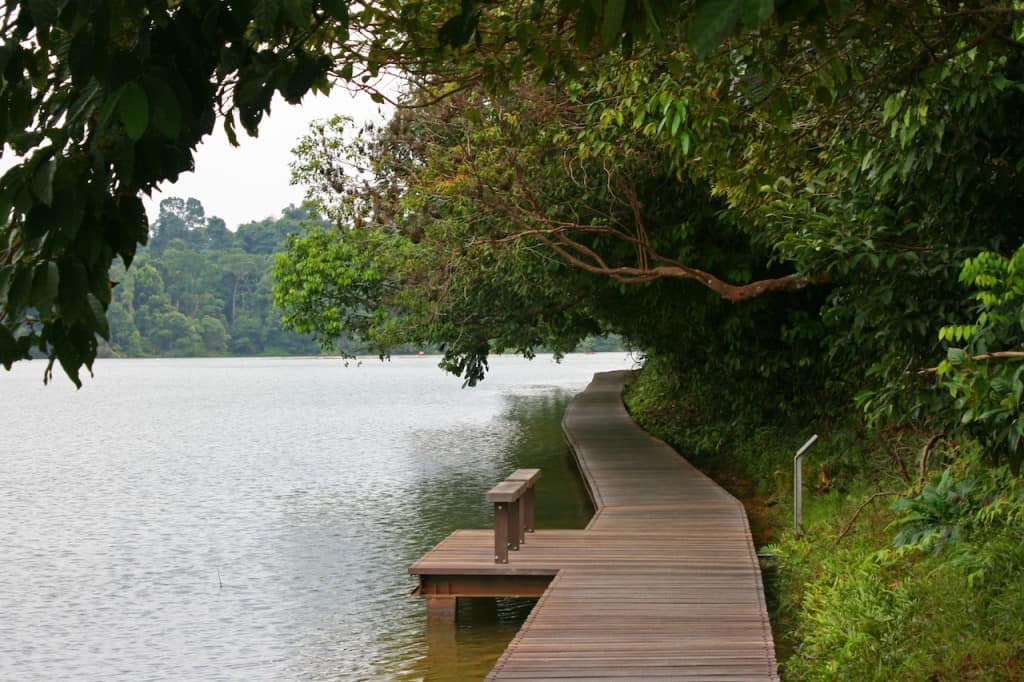 MacRitchie Reservoir Singapore with kids