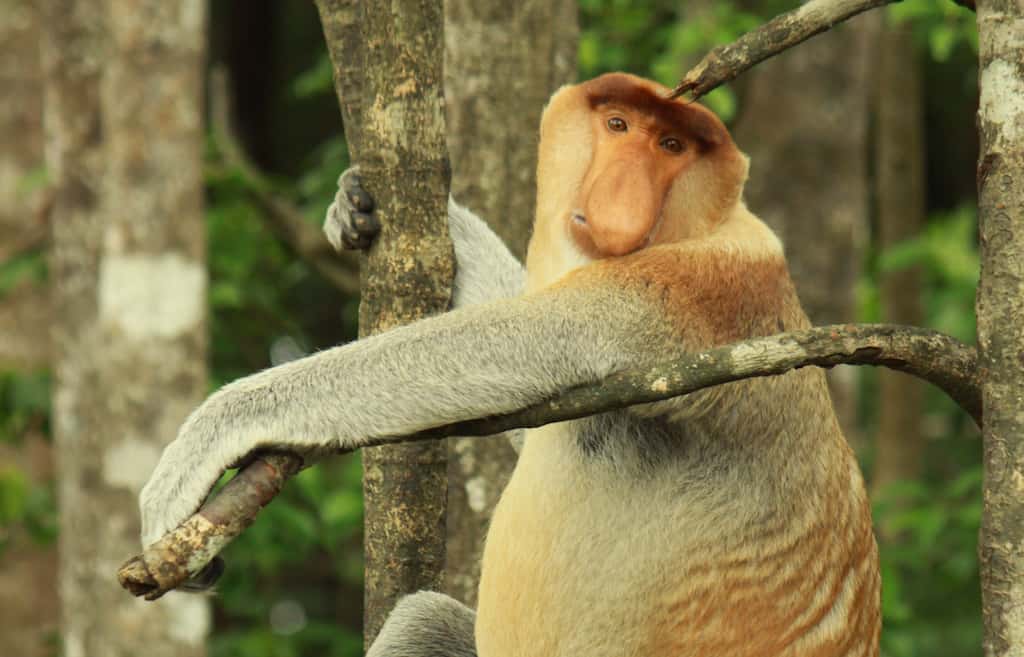 proboscis monkey Borneo
