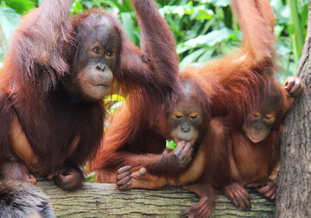 Singapore zoo orangutans
