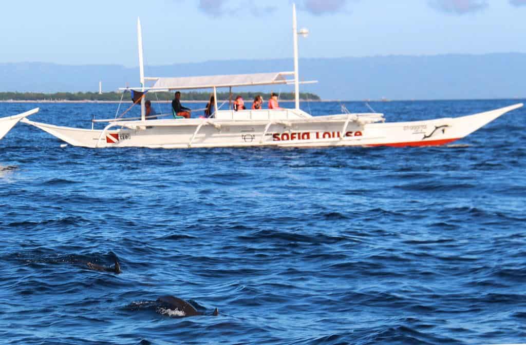Dolphin Watching Bohol