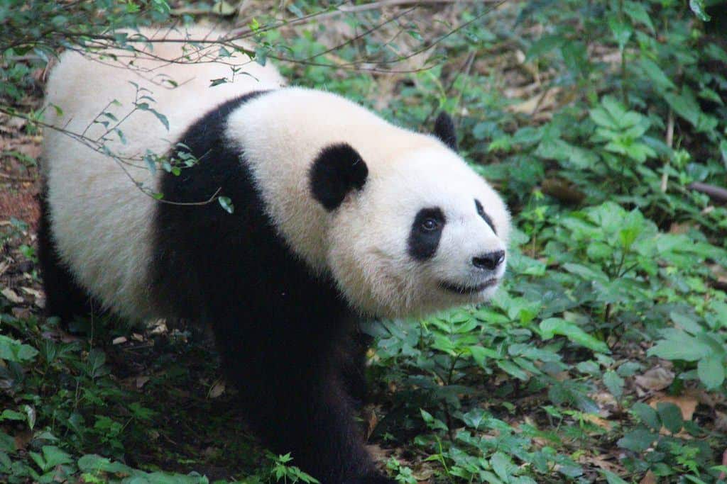 Giant Panda China