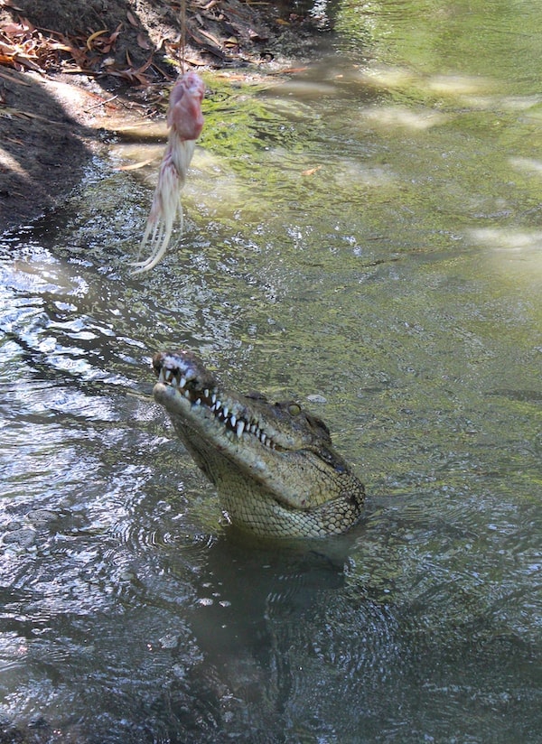 Jumping crocs tour Darwin