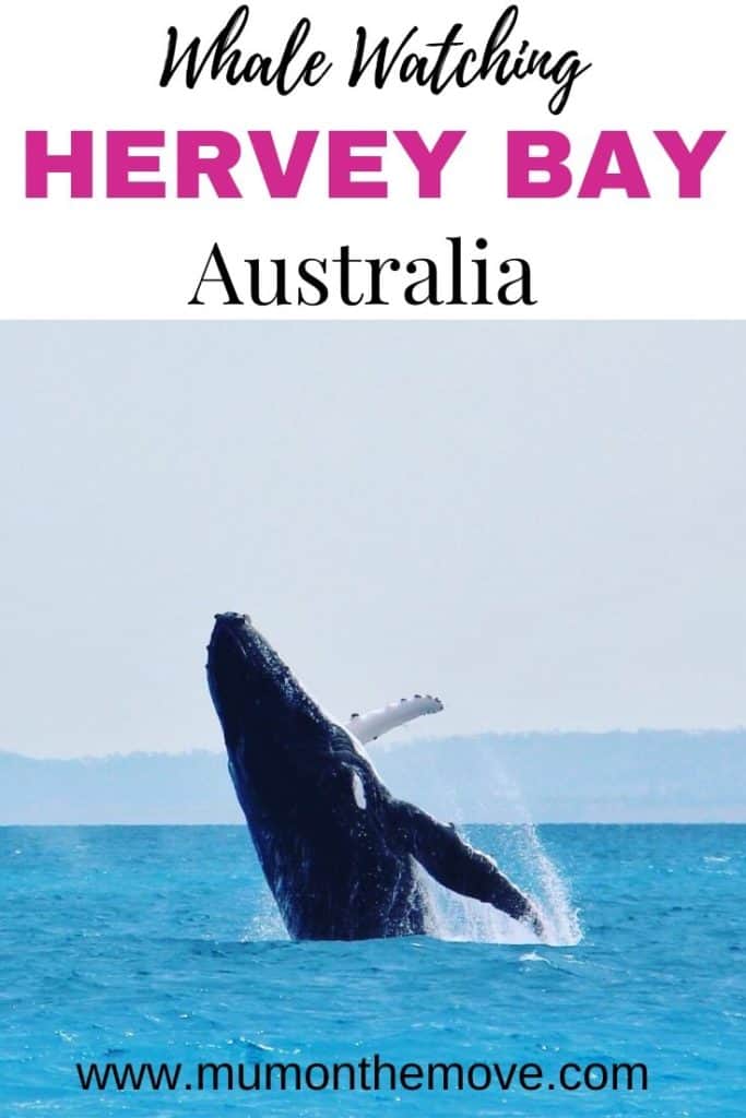 Whale watching Hervey Bay Australia