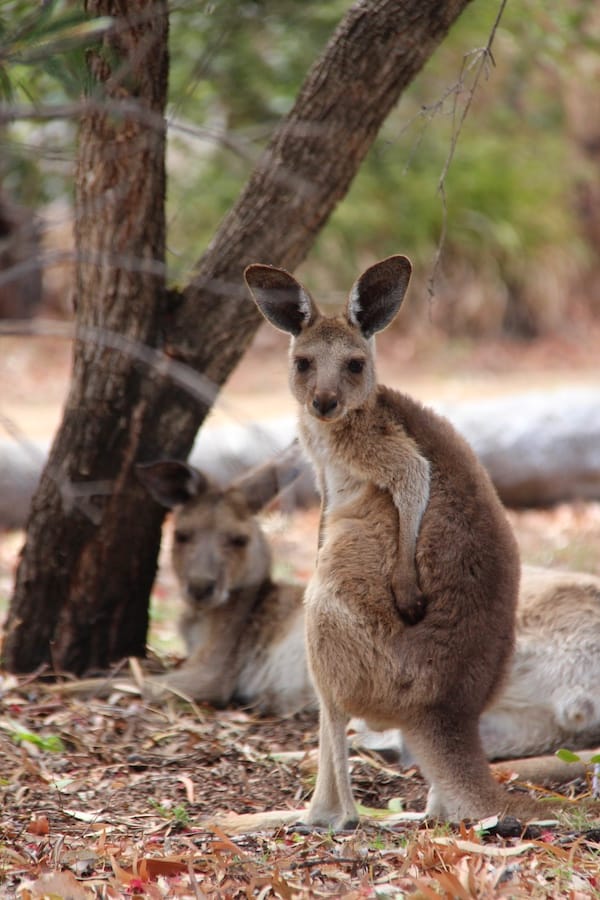 Kangaroos at Undara Experience