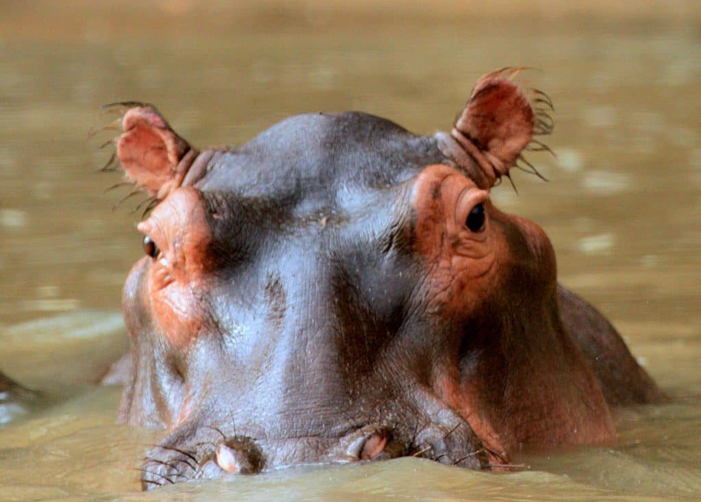 Hippo in watering hole