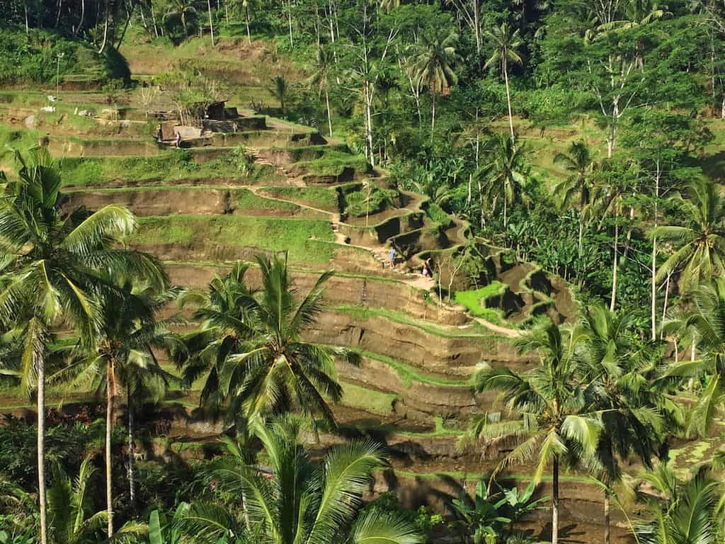 Tagalalang Rice Terraces Bali
