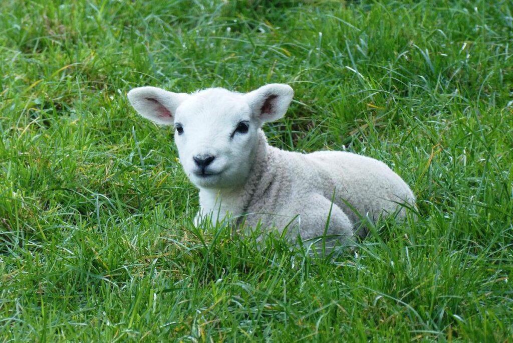 Lamb in the grass