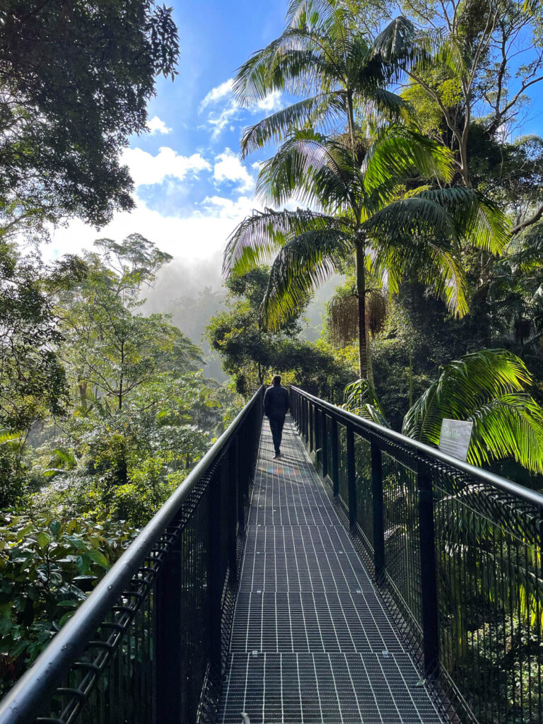 Tamborine Rainforest Skywalk 
