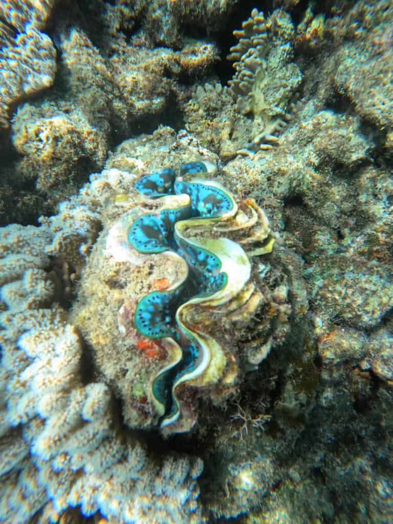 Beautiful blue clam underwater.