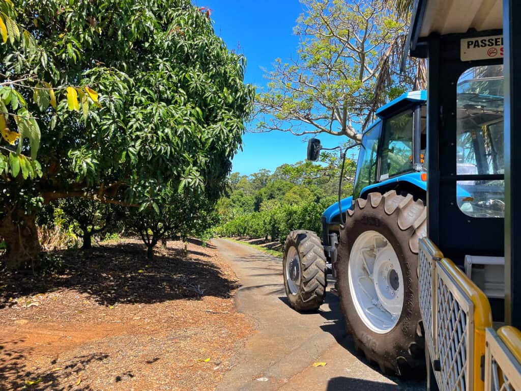 Tractor driving through an orchard at Tropical Fruit World. 