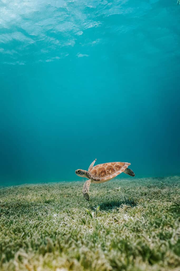 Turtle swimming underwater. 