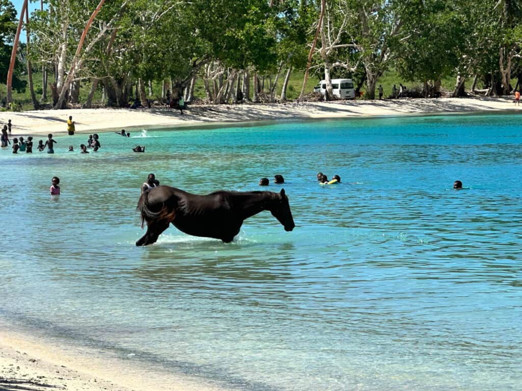 Horse in the water at the beach in Port Vila, Vanuatu.