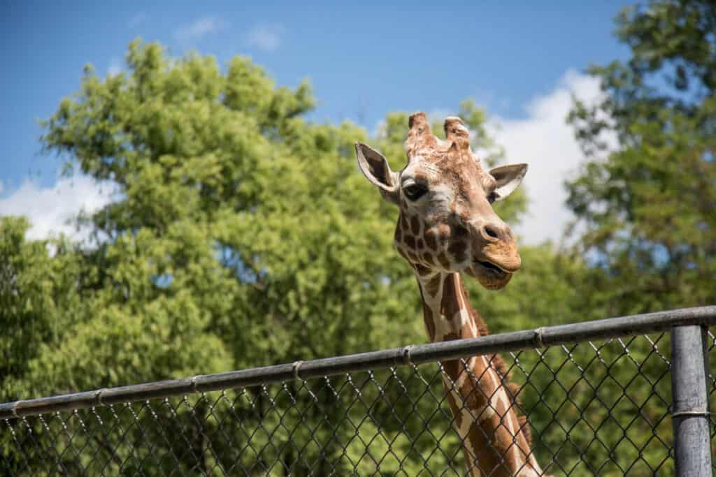 Giraffe looking over fence at San Antonio zoo.