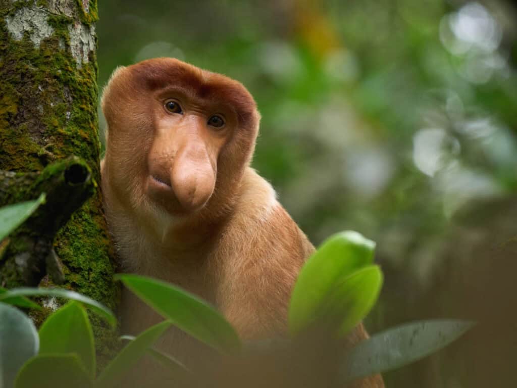 Proboscis Monkey.
