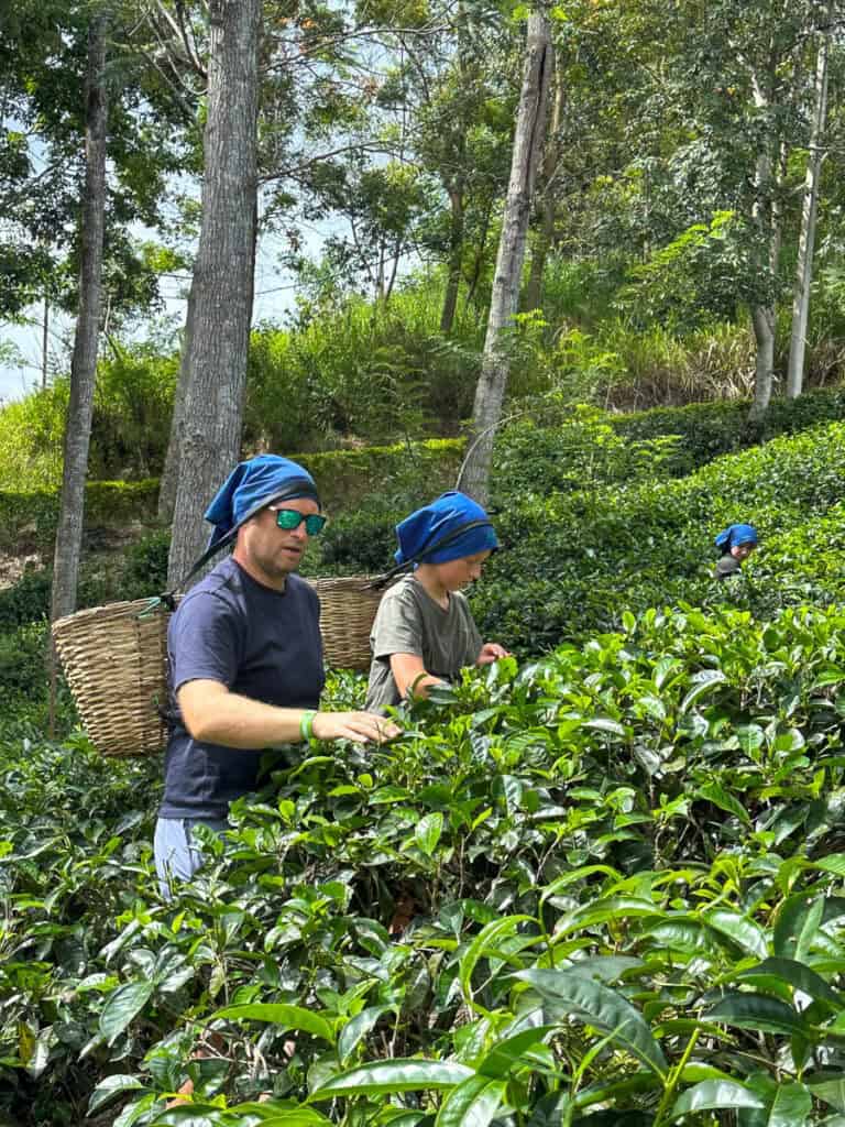 Tea picking on a factory tour in Ella, Sri Lanka.