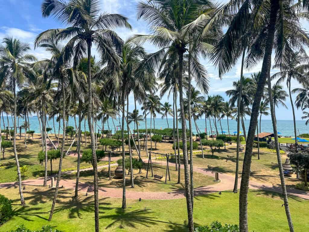 Palm trees on Sri Lanka's South coast.